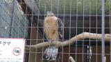 Crested Honey Buzzard in Himeji City Zoo, preening after bathing