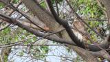 Perched Eurasian Sparrowhawk, mobbed by a crow