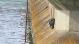 Pacific Reef Heron avoiding wind