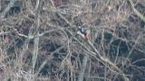 Steller's Sea Eagle eating