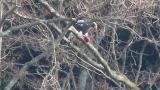 Steller's Sea Eagle eating