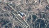 Steller's Sea Eagle eating