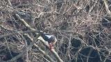 Steller's Sea Eagle eating