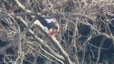 Steller's Sea Eagle eating