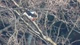 Steller's Sea Eagle eating