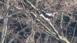Steller's Sea Eagle eating