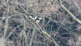 Steller's Sea Eagle eating