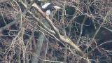 Steller's Sea Eagle eating
