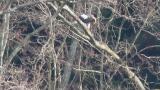 Steller's Sea Eagle cleaning the beak after eating