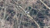 Steller's Sea Eagle cleaning the beak after eating