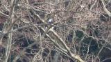 Steller's Sea Eagle took flight after eating