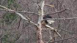 Steller's Sea Eagle