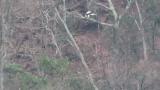 Steller's Sea Eagle eating fish