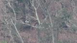Steller's Sea Eagle eating fish