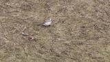 Japanese (Kamchatka) Pied Wagtail