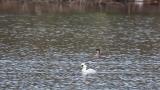 Male and female Smews on the water