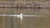 Male Smew, bathing