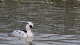 Male Smew, diving