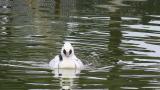 Male Smew, diving