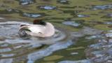 Falcated Duck, bathing