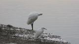 Eurasian Spoonbill, preening after bathing