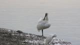 Eurasian Spoonbill, preening after bathing
