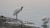 Eurasian Spoonbill, preening after bathing