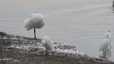 Eurasian Spoonbill, preening after bathing
