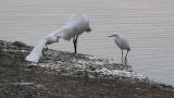 Eurasian Spoonbill, preening after bathing