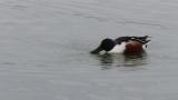Foraging Northern Shoveler