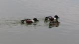 Foraging Northern Shovelers