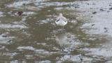 Green Sandpiper, foraging