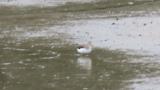 Green Sandpiper, foraging
