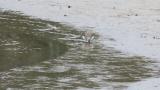 Green Sandpiper, foraging