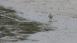 Green Sandpiper, walking