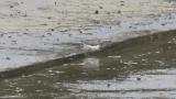 Green Sandpiper, foraging