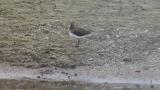 Green Sandpiper, some preening and defecation