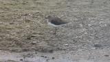 Resting Green Sandpiper