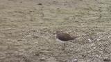 Green Sandpiper, some preening and wing spreading