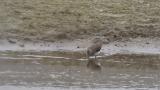 Green Sandpiper, foraging