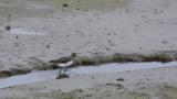Green Sandpiper, running