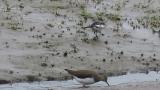 Green Sandpiper, foraging