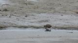 Green Sandpiper, foraging