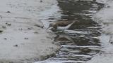 Green Sandpiper, foraging