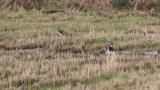 Northern Lapwings
