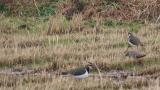 Northern Lapwings