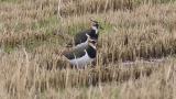 Northern Lapwings, foraging and scratching
