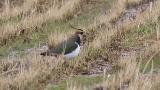 Northern Lapwing, foraging