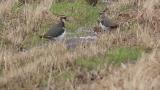 Northern Lapwings, foraging, walking and flight at the end