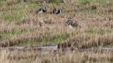 Northern Lapwings, foraging and short flight